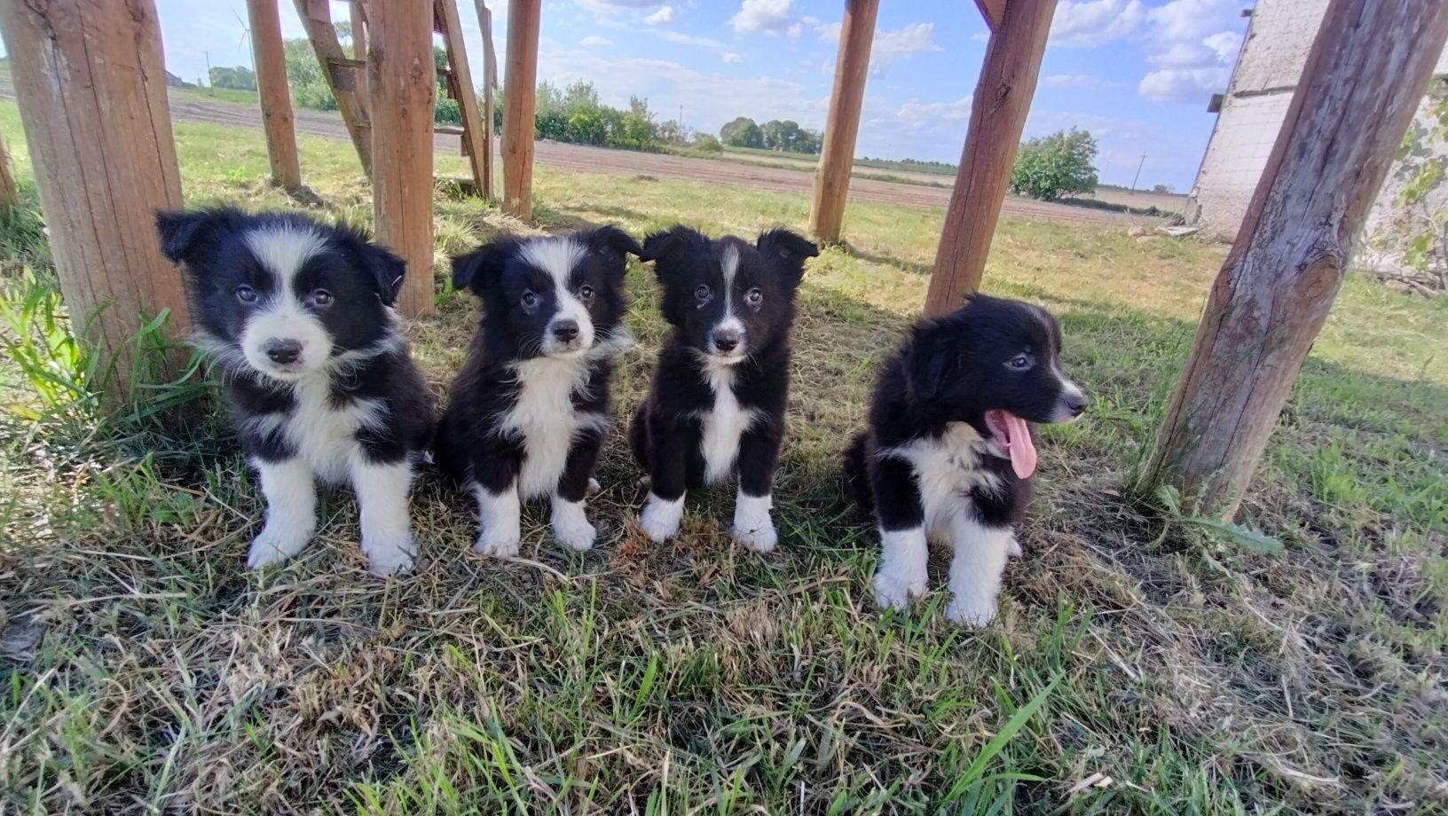 Śliczne szczenię Border Collie.