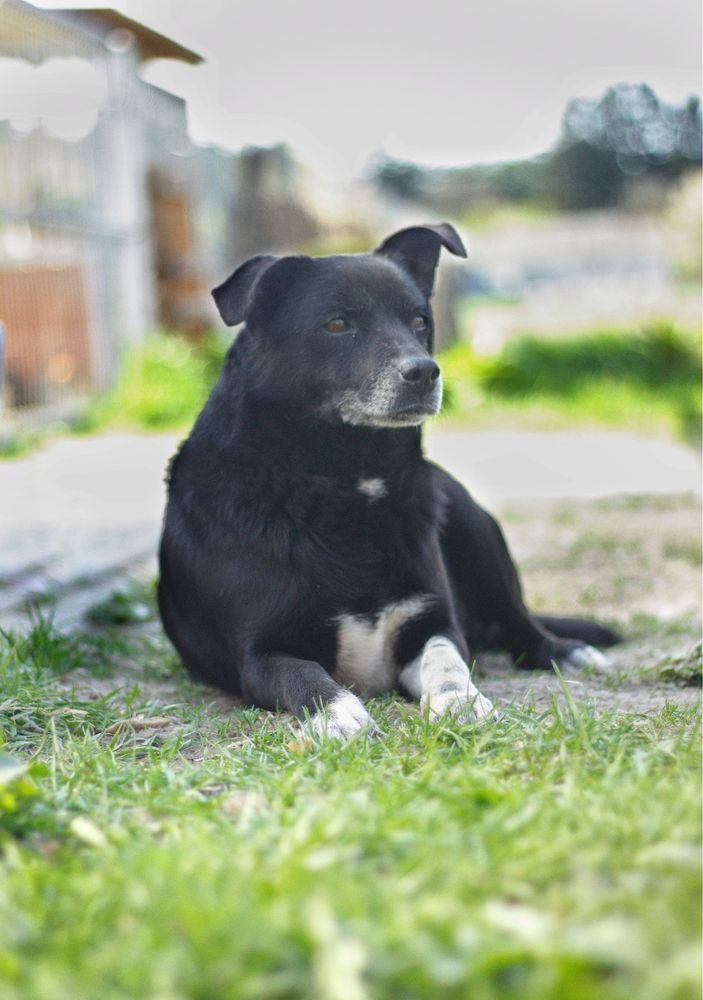 Kochany Sorbet do adopcji, za darmo
