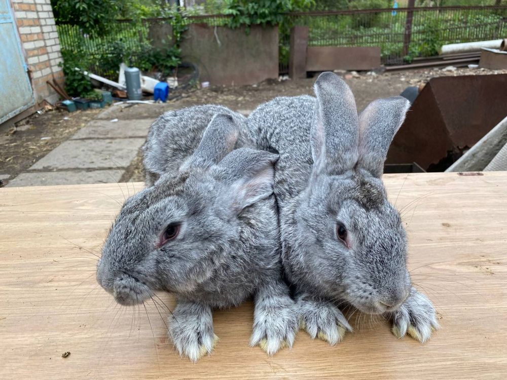 Кролики породи європейська шиншила