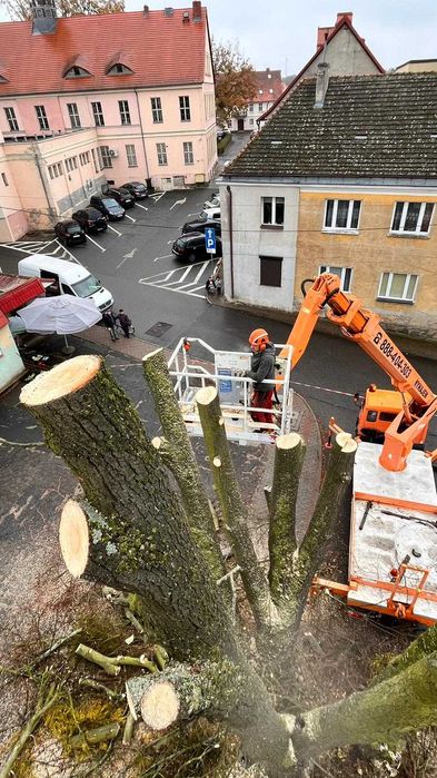 Profesjonalna wycinka i pielęgnacja drzew, prace na wysokości