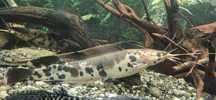 Zamienię sumy clarias 2 szt.20cm