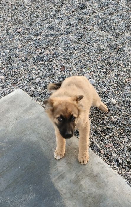 Охоронці в добрі руки