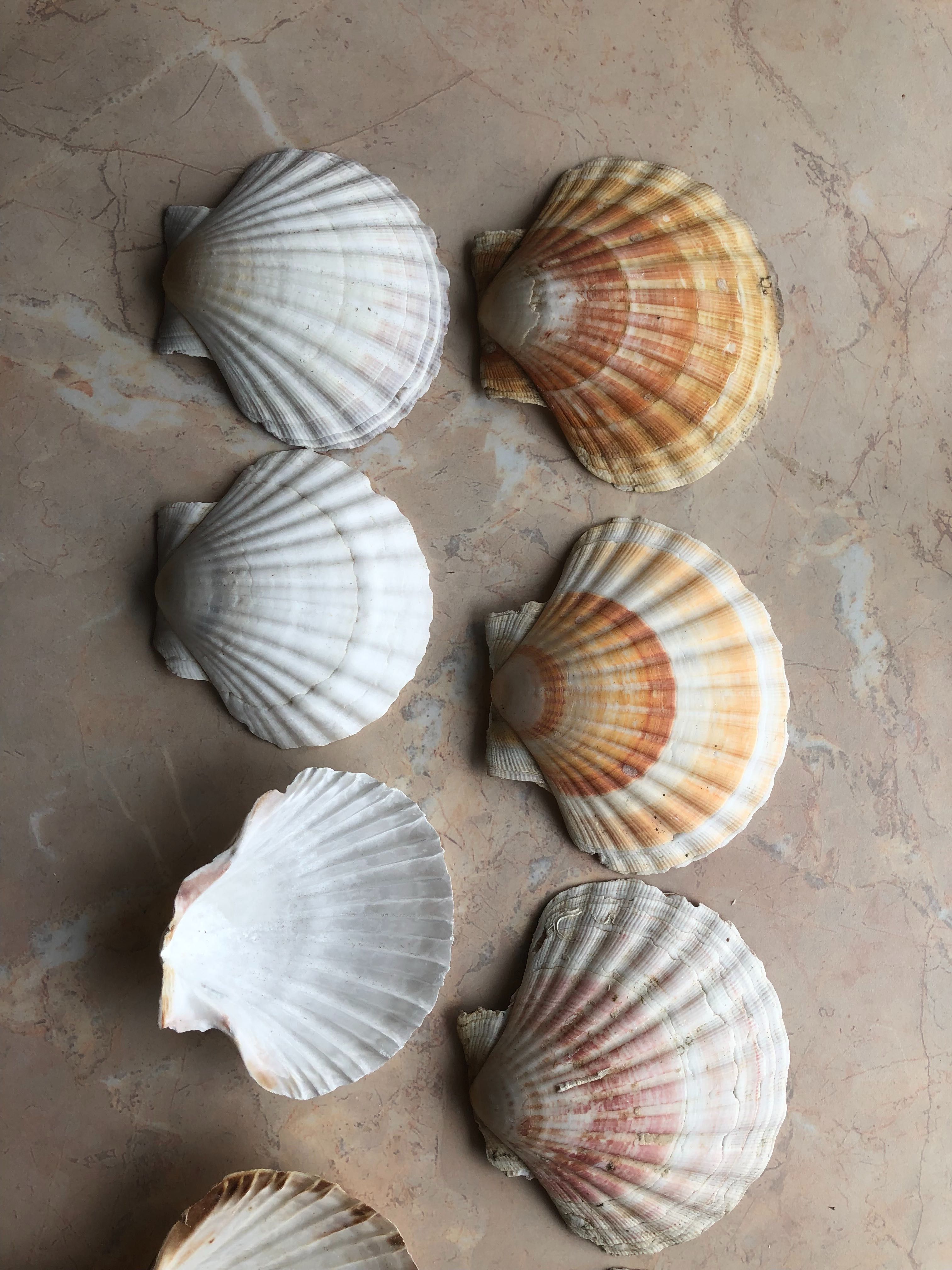 Muszle św. Jakuba Scallops Przegrzebki