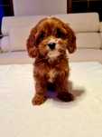 * MALTIPOO ** Hybryda Pudel Toy & Maltańczyk ** Suczka ** Red**
