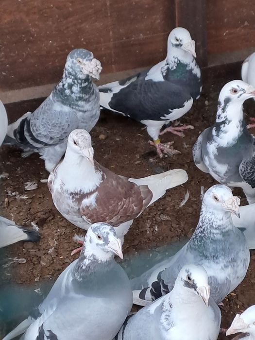 Golebie staropolskie