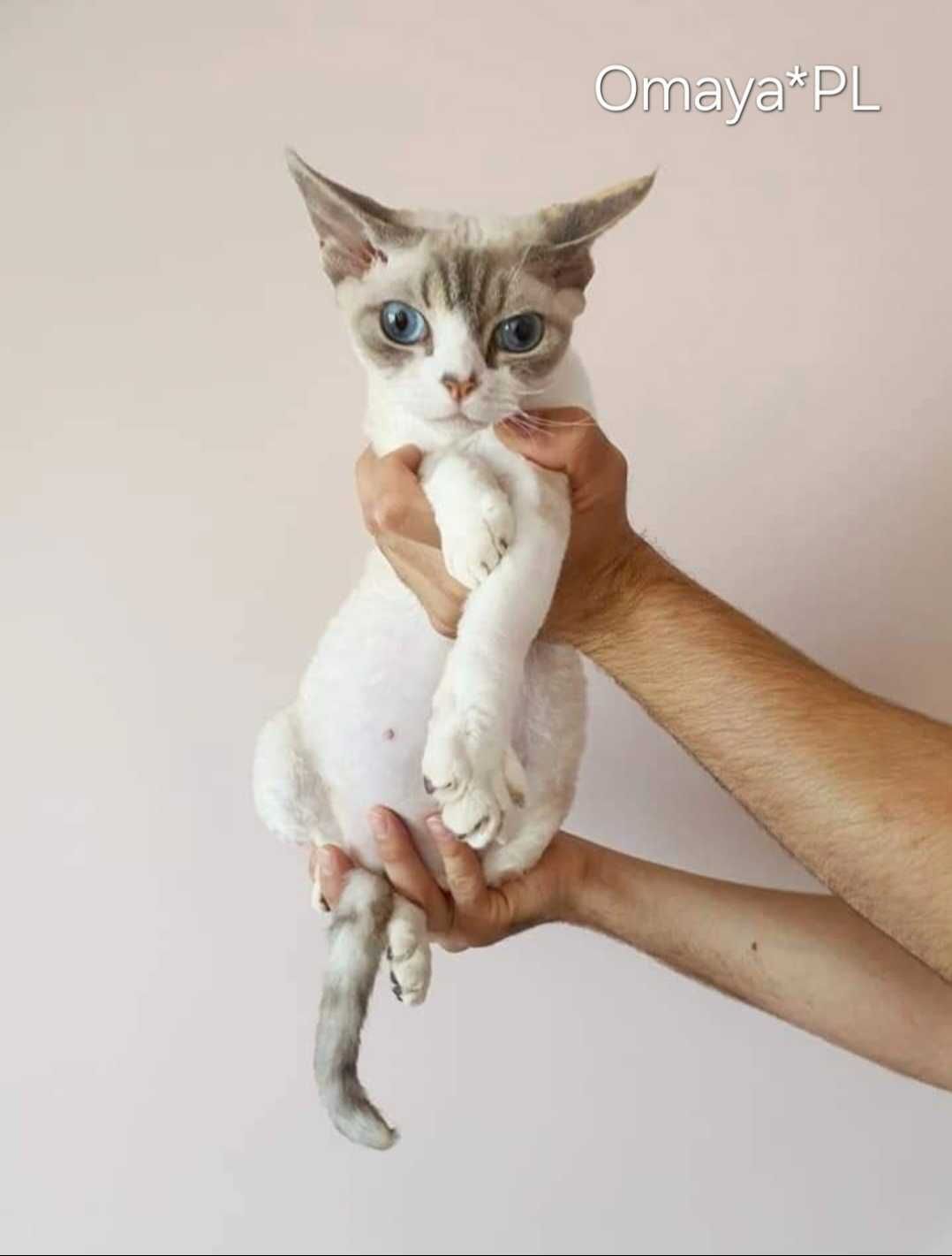Damon Wolf Omaya PL - łobuziak rasy Devon Rex