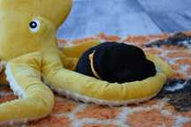 Labrador Retriever ZKwP(FCI)