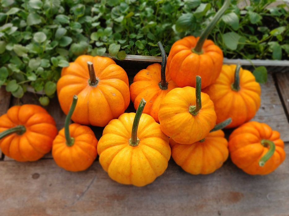 Zestaw Dynie ozdobne baby dekoracja halloween