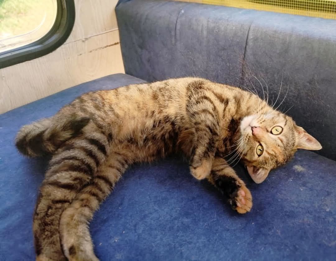 do adopcji kotka RYSIA