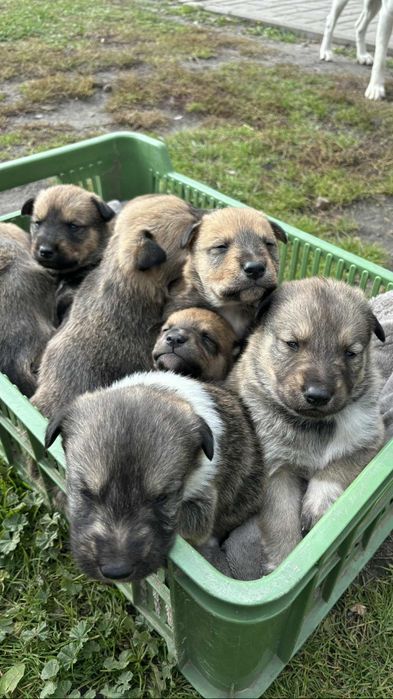 Słodziaki szukają domu