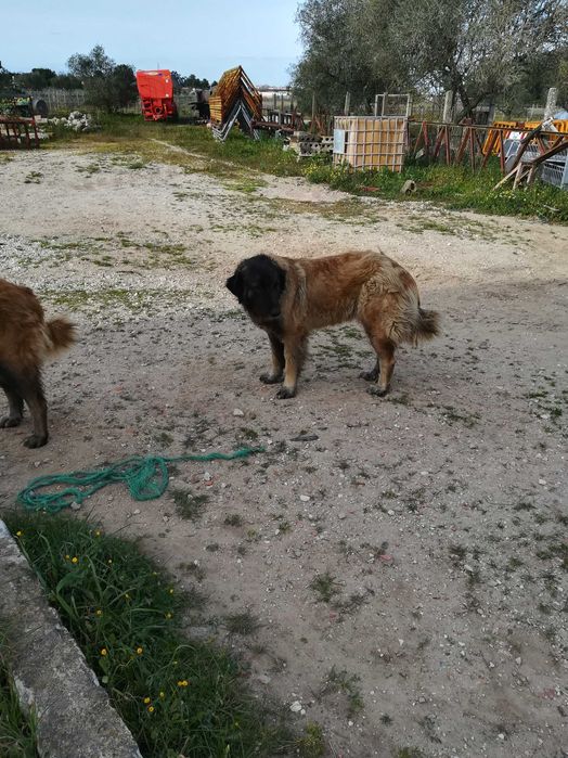 Vendo Cachorro Serra da Estrela