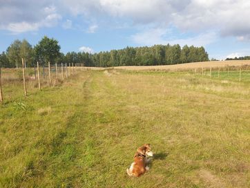 2486 m2 działka budowlana na sprzedaż - WYDANE WARUNKI ZABUDOWY