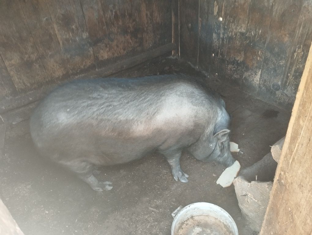Продам Вьетнамскую свинью
