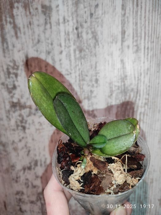 Орхидея фаленопсис Rotterdam Роттердам