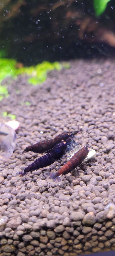 Royal Blue Tiger Krewetki Akwariowe Ozdobne !!MaPa Shrimp!!