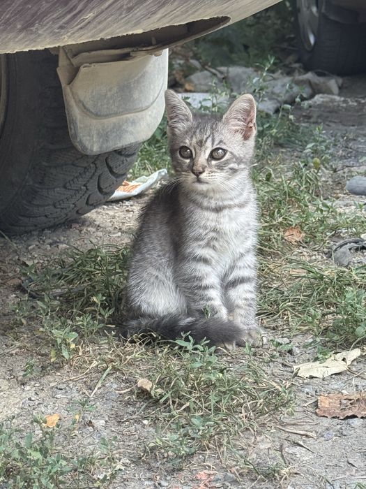 Двоє кошенят і мама шукають дім