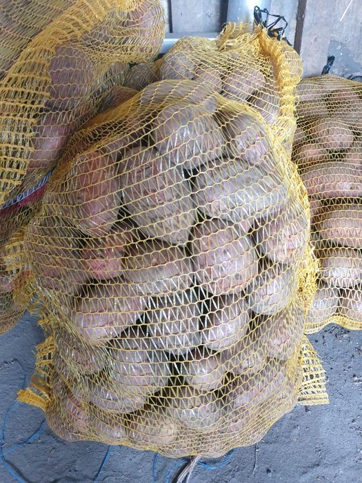 Sorzedam Ziemniaki Vega i Red Sonia