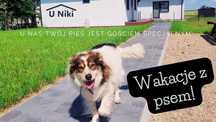 Wakacje z psem Domek nad jeziorem Przechlewo Bory Tucholskie