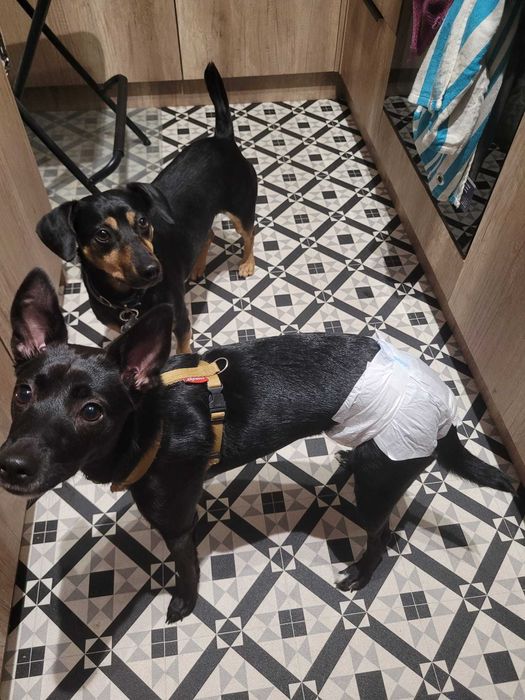 Opieka nad psem / kotem / zwierzętami, HOTEL, wyprowadzanie na spacer