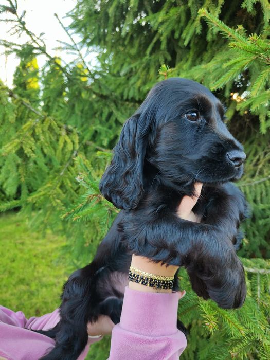 Piesek Cocker spaniel czarny