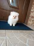 Szczeniak Pomeranian szpic miniaturowy