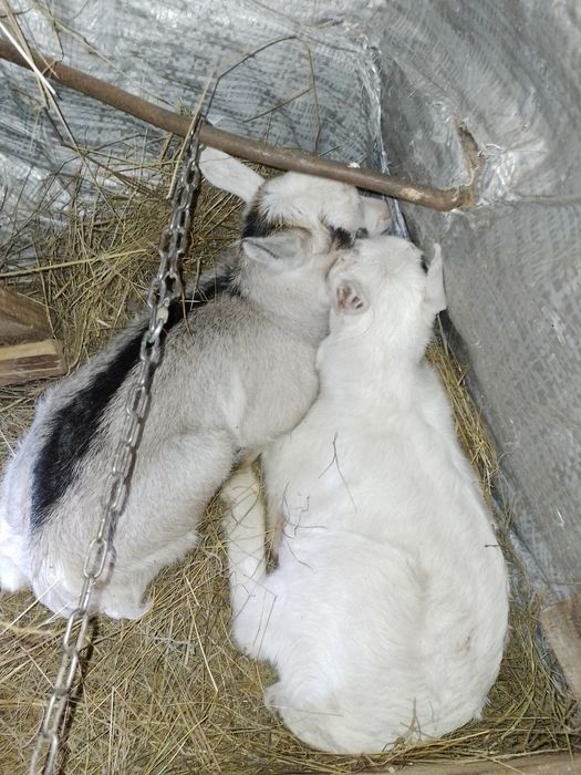 Козенята/кізлята/цапки/