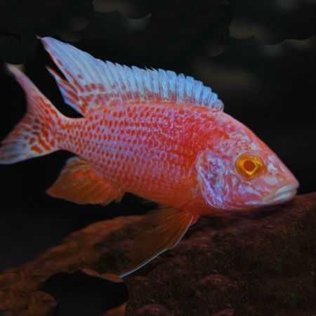 GB MALAWI Pyszczak Aulonocara Strawberry Red Albino - dowóz ryb!