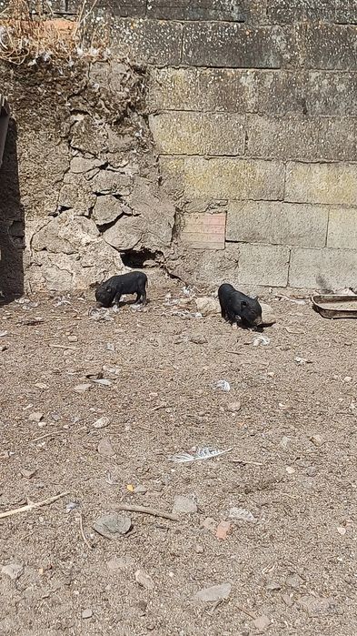 Porquinhos vietnamitas