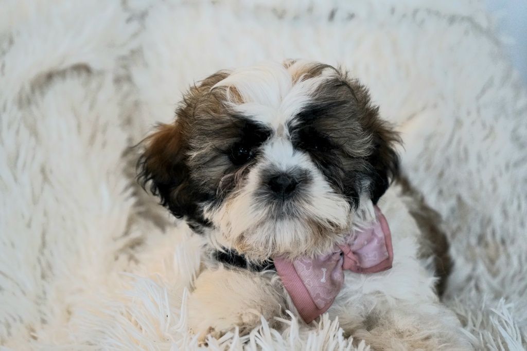 Shih-Tzu od zootechnika  i behawiorysty DNA