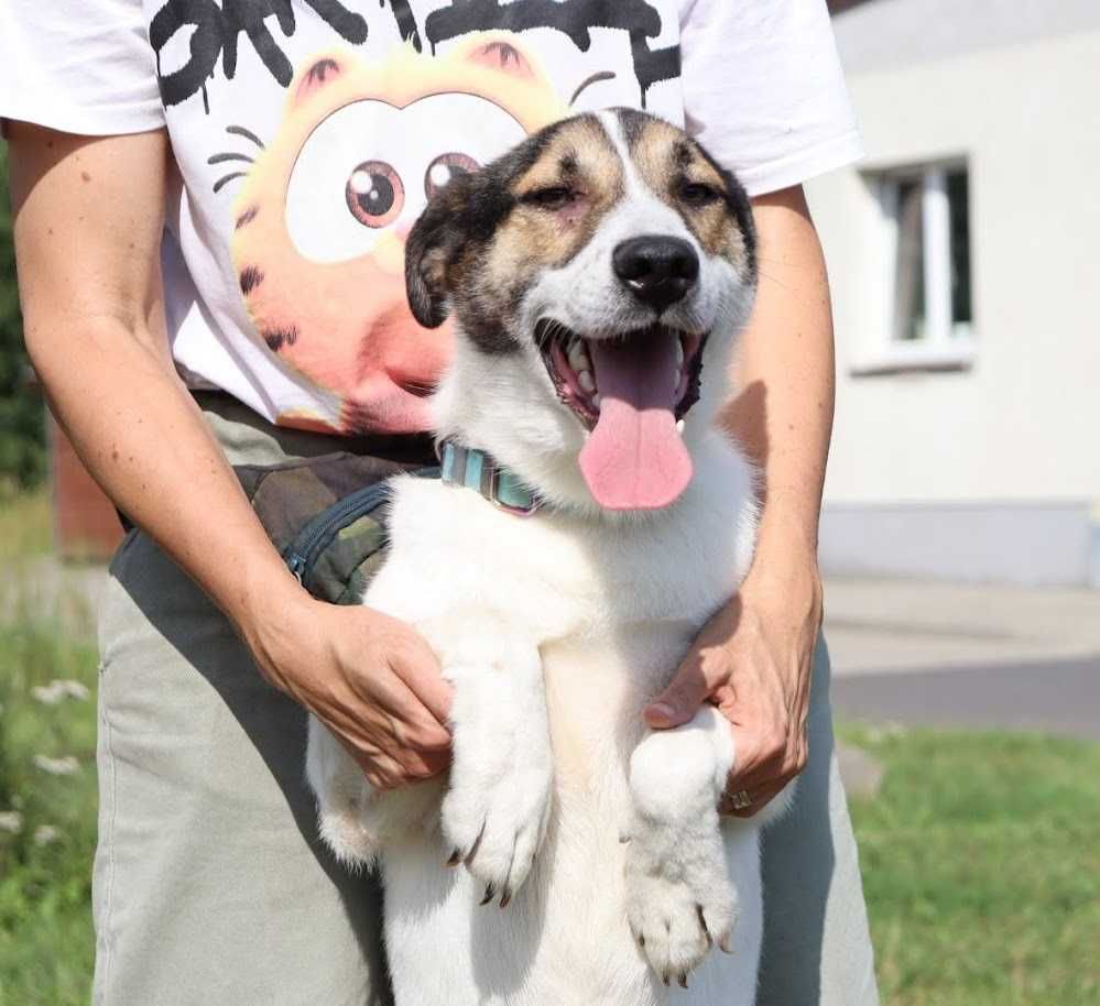 wesoły, przyjazny, młody piesek czeka na dom
