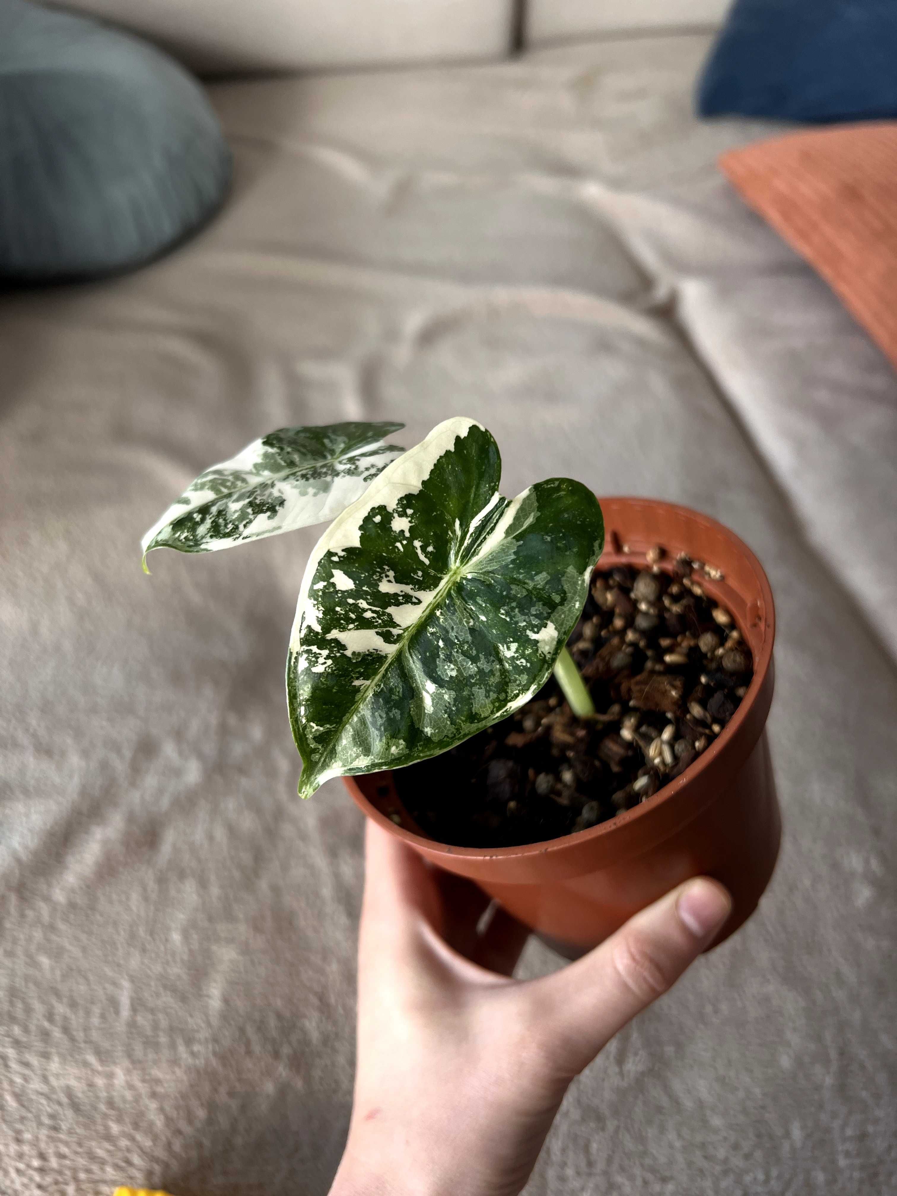 Alocasia Frydek Variegata
