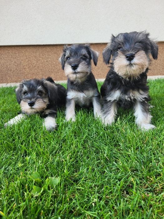 Sznaucer Miniaturowy Śliczny