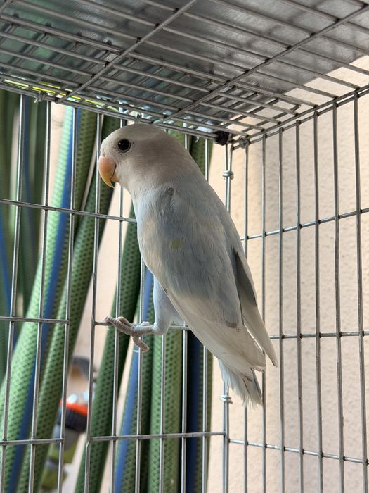 Macho Agapornis roseicollis (Criador Legal ICNF)