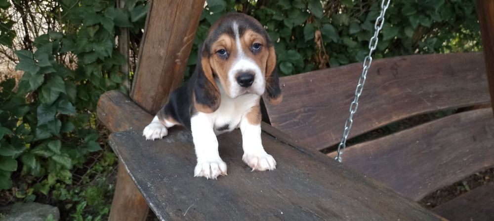 Szczenię beagle tricolor