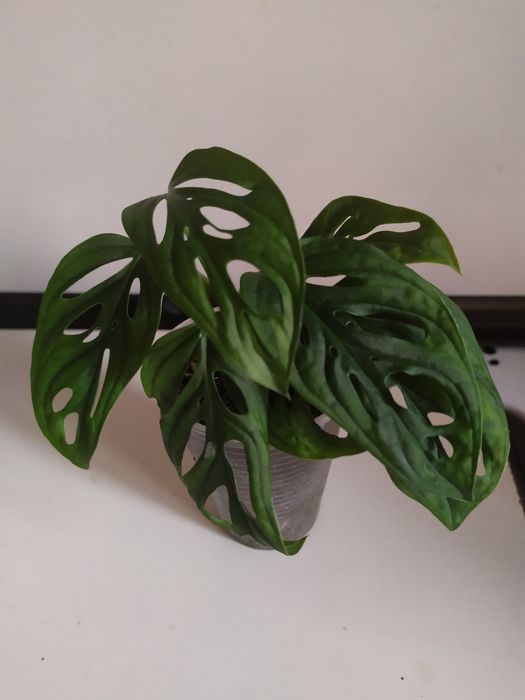 Монстера Адансоні, манки обликва. Аглаонема. Алоказія