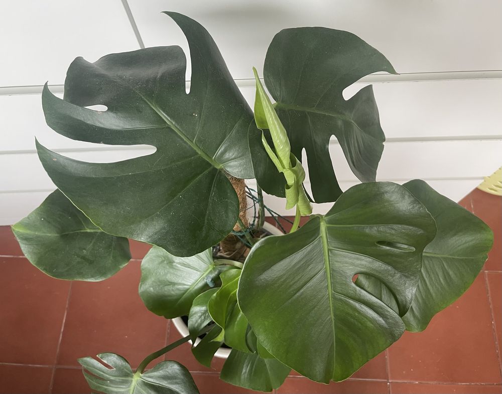 Costela de Adão / Monstera