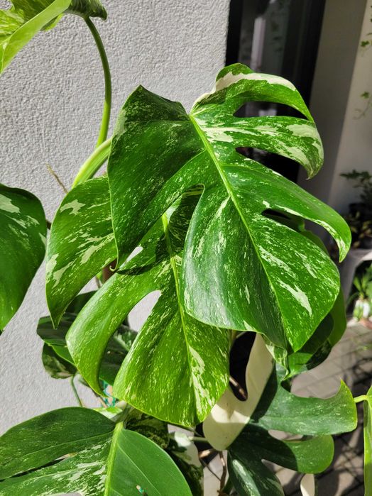 Monstera Warigata(1.5m, 6 szt)