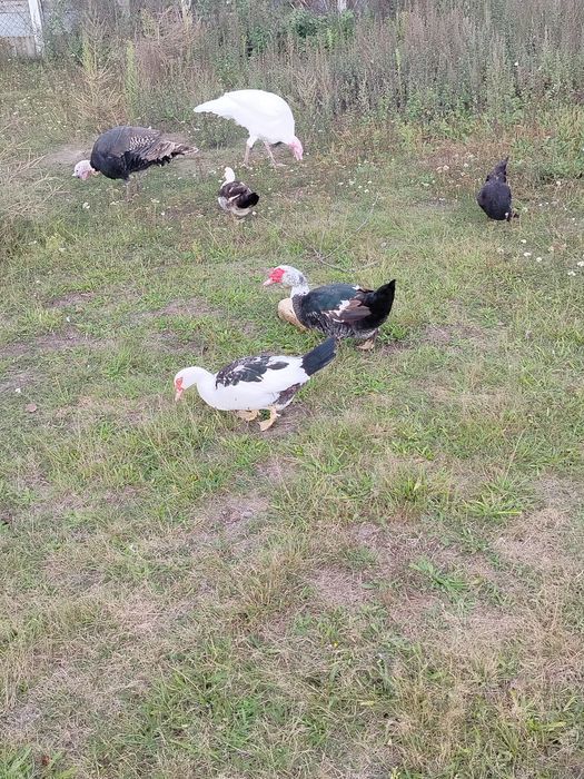 Sprzedam kaczki i kaczory