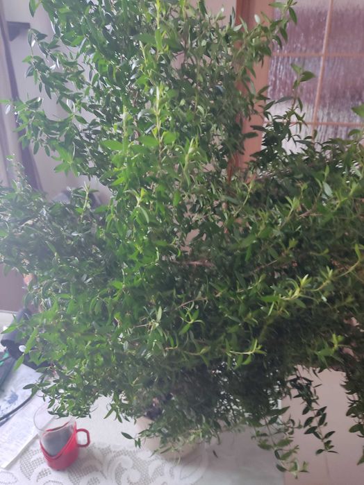 Mirta sadzonki drzewko