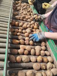 Sprzedam ziemniaki Vineta kaliber 35-55 jak sadzeniaki