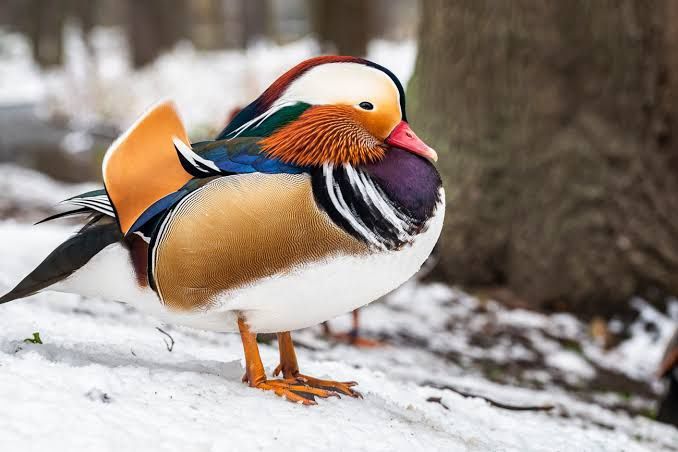 Kaczki ozdobne mandarynki kaczorki