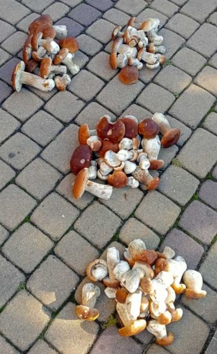 Suszone Grzyby w słoju około 100gram