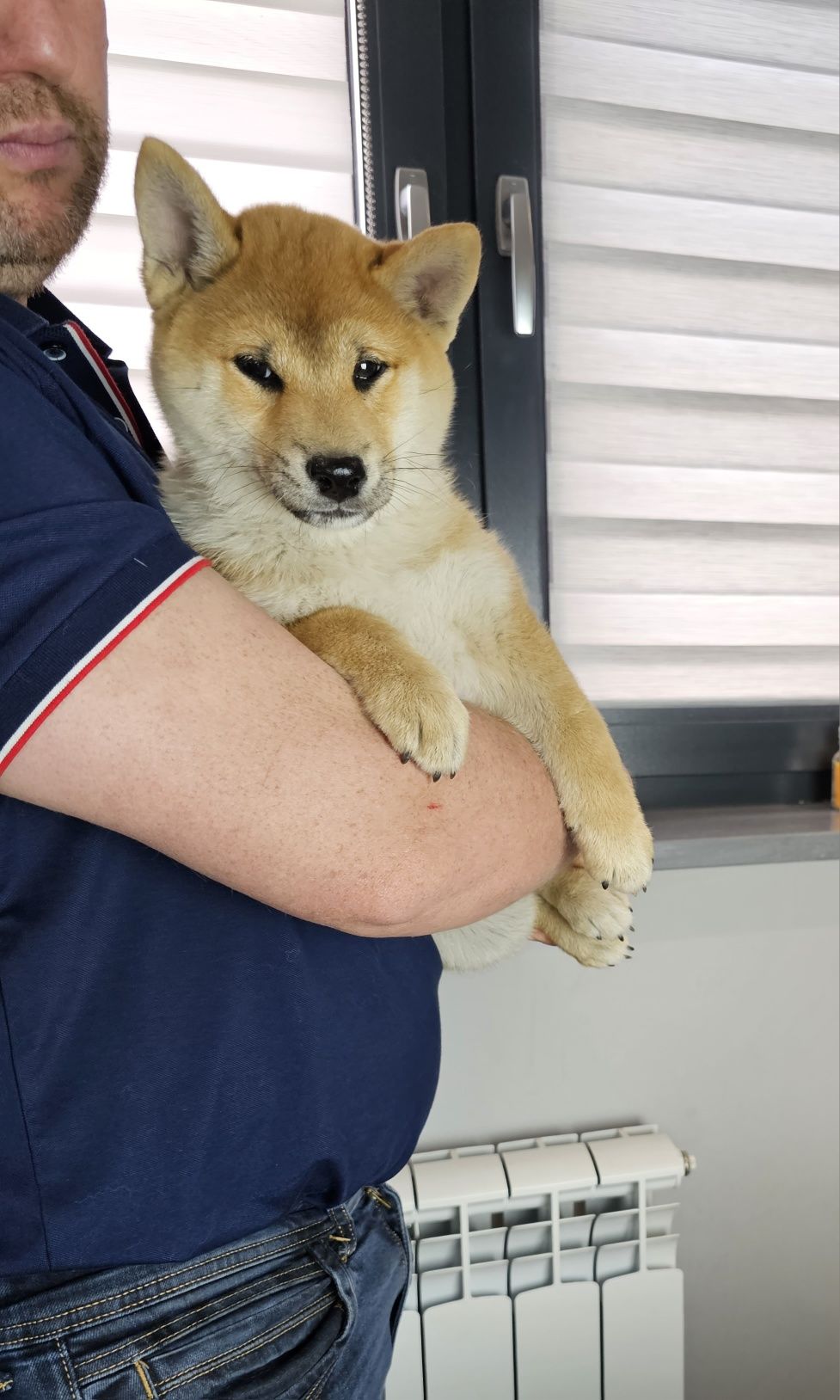 Shiba inu doskonały rodowód ZKWP FCI