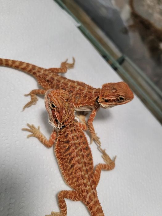 Agama brodata w sklep zoologiczny Pawik.pl Rzeszów
