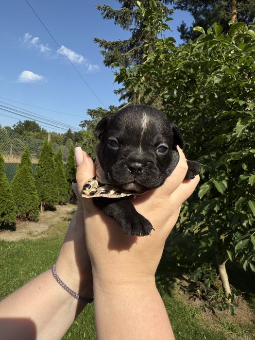 Sunia buldog francuski