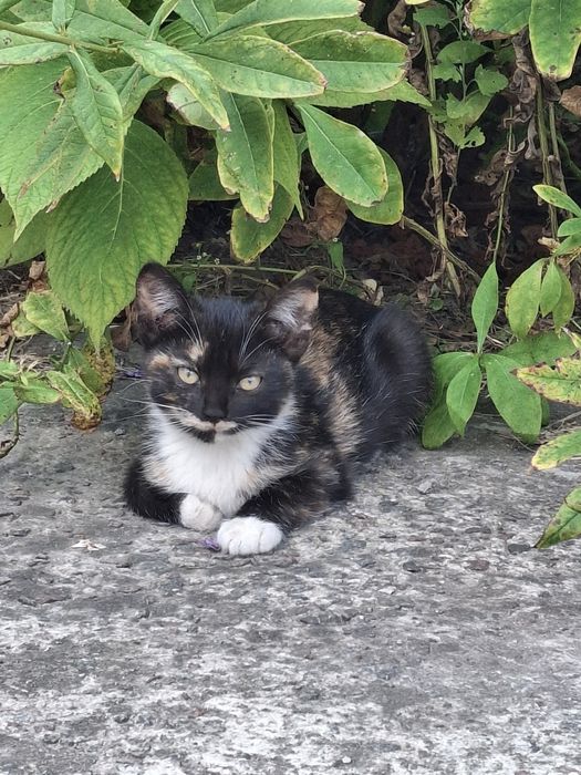 Черепашкове кошеня дівчинка, 4 міс. Київ та область