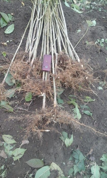 Подвой підщепа  Кольт,Айва ВА-29,  М9 62-396 М7 евріка бест-3