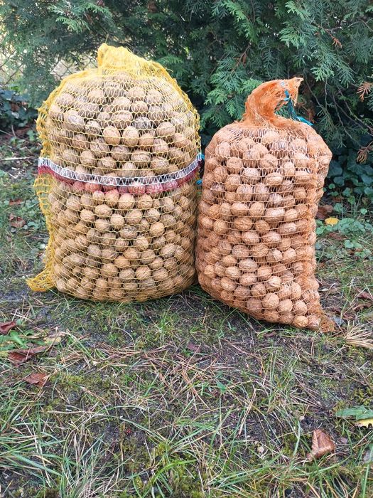 Orzechy włoskie ekologiczne