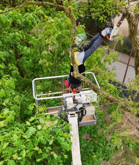 Wycinka drzew przycinka Pielęgnacja drzew Arborystyka Konstancin