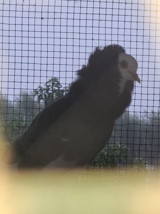 Vendo pombos de duas raças